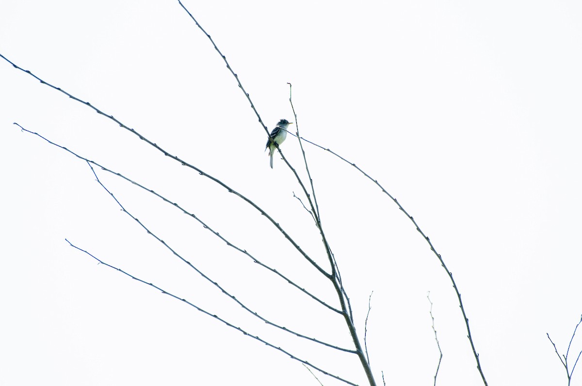 Willow Flycatcher - ML596196371