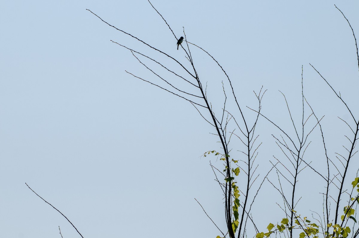 Willow Flycatcher - ML596196381