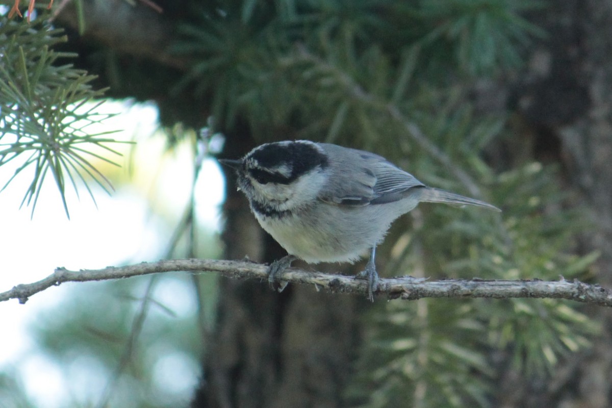 Mountain Chickadee - ML596197201