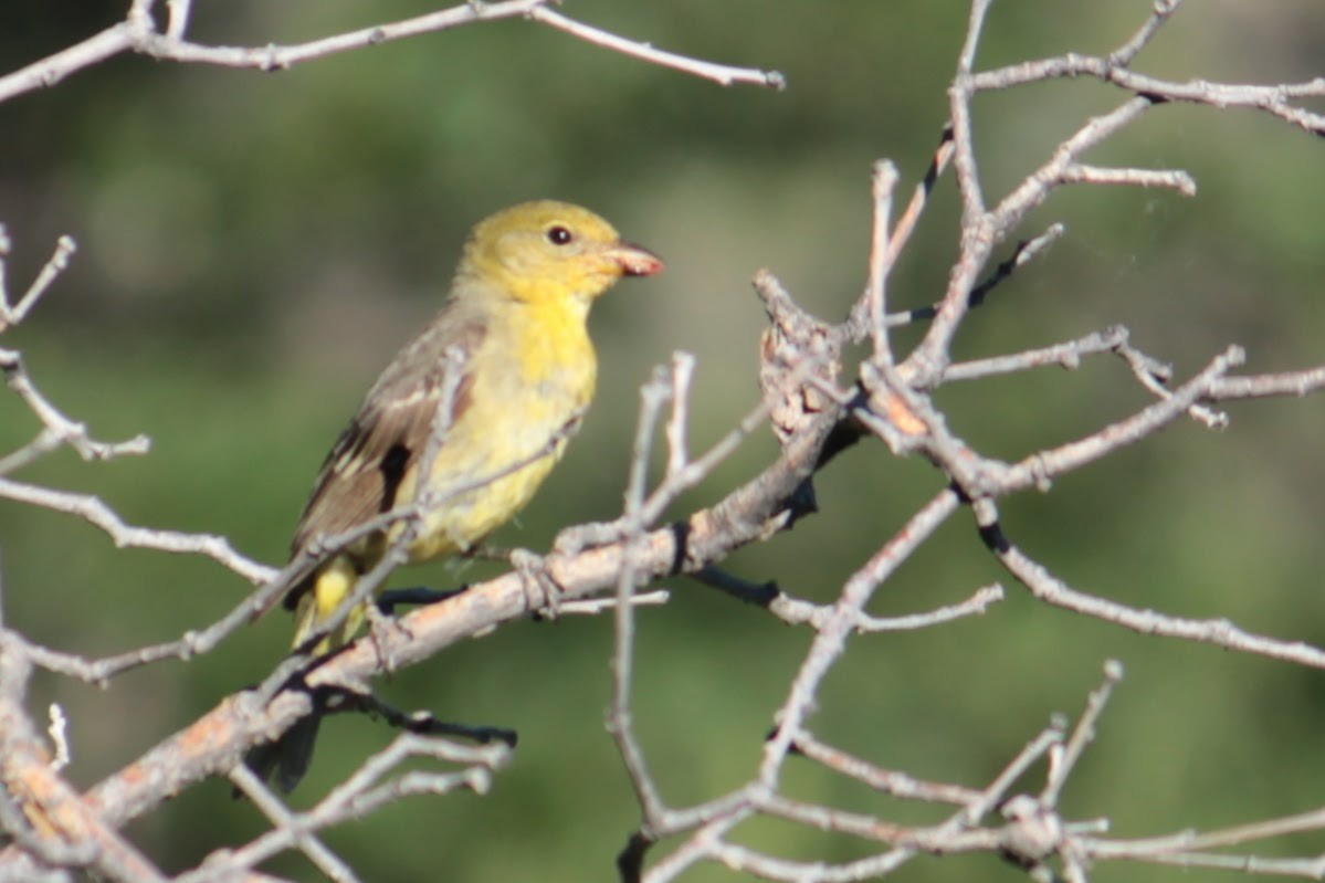 Western Tanager - Neil Brown