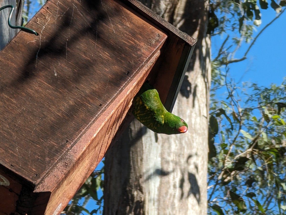 Scaly-breasted Lorikeet - ML596197521