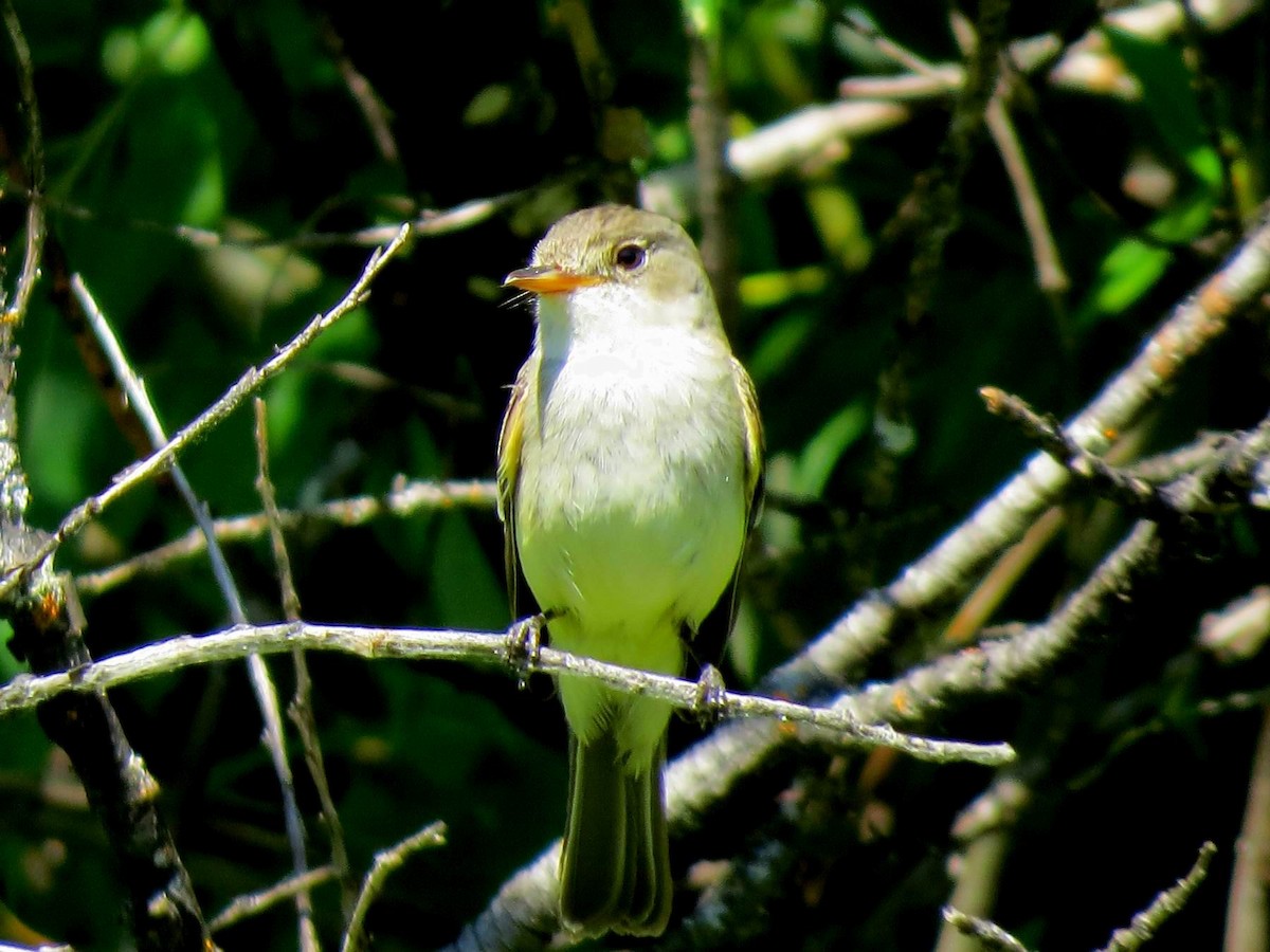 Willow Flycatcher (Northwestern) - ML596197581