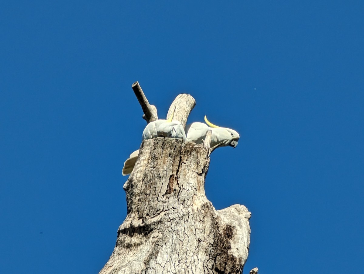 Sulphur-crested Cockatoo - ML596197601