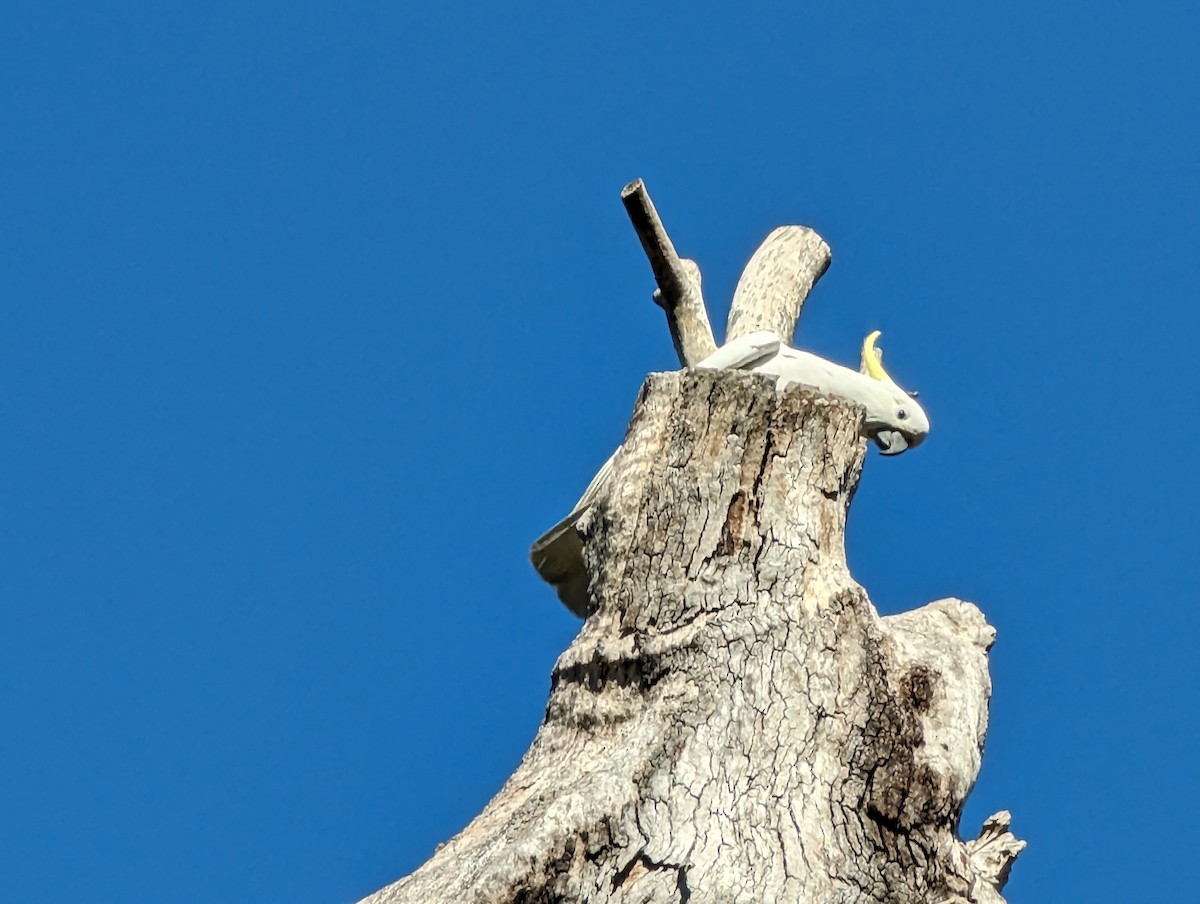 Sulphur-crested Cockatoo - ML596197611