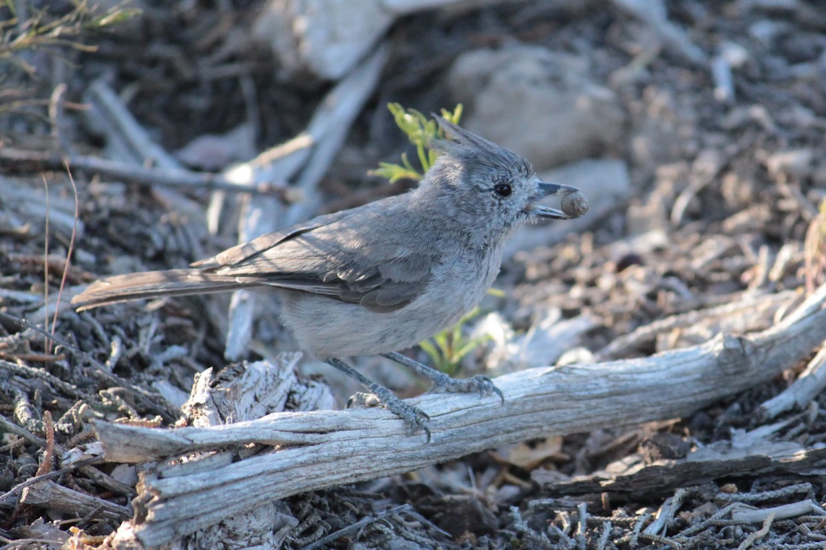 Juniper Titmouse - ML596198111