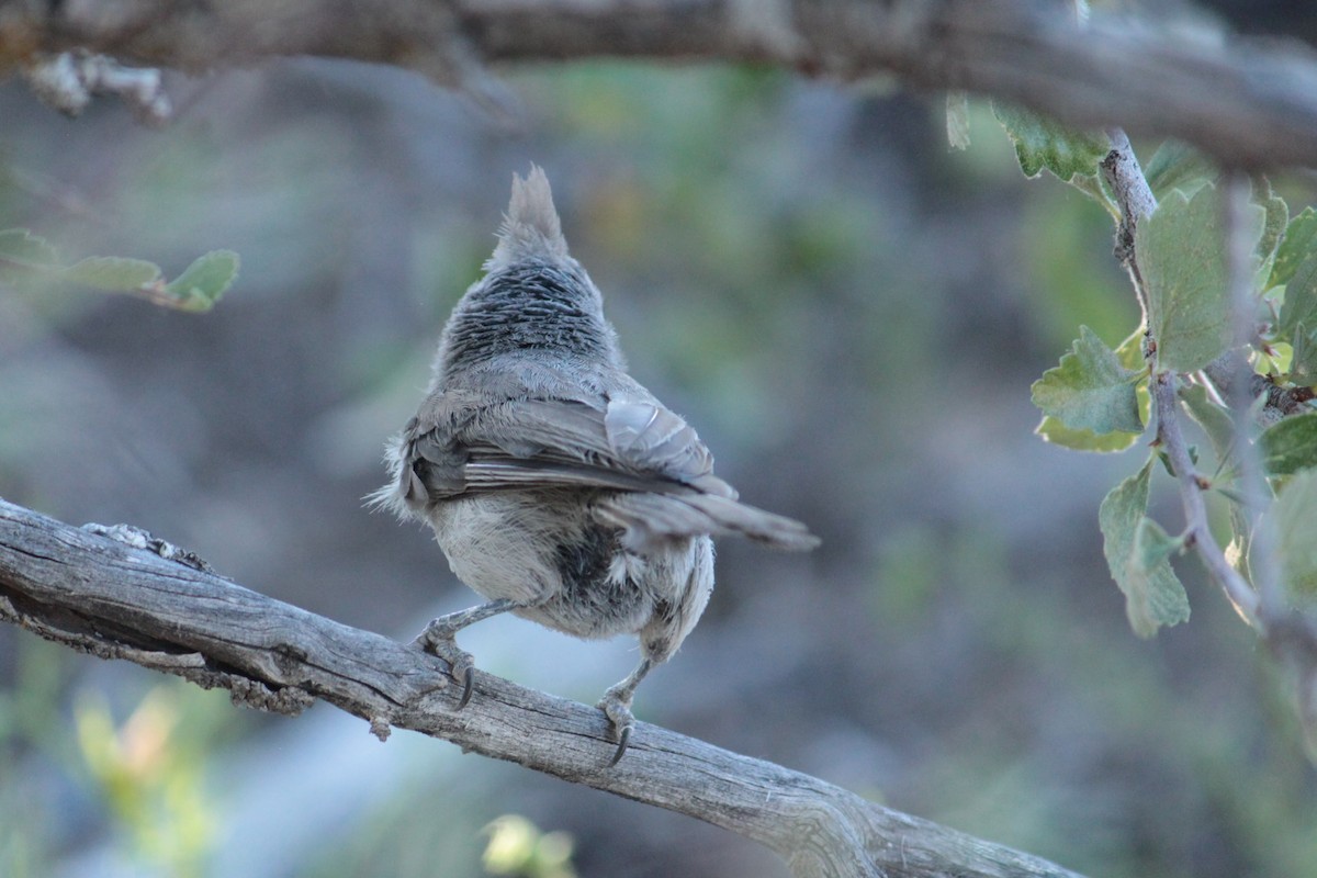 Juniper Titmouse - ML596198121