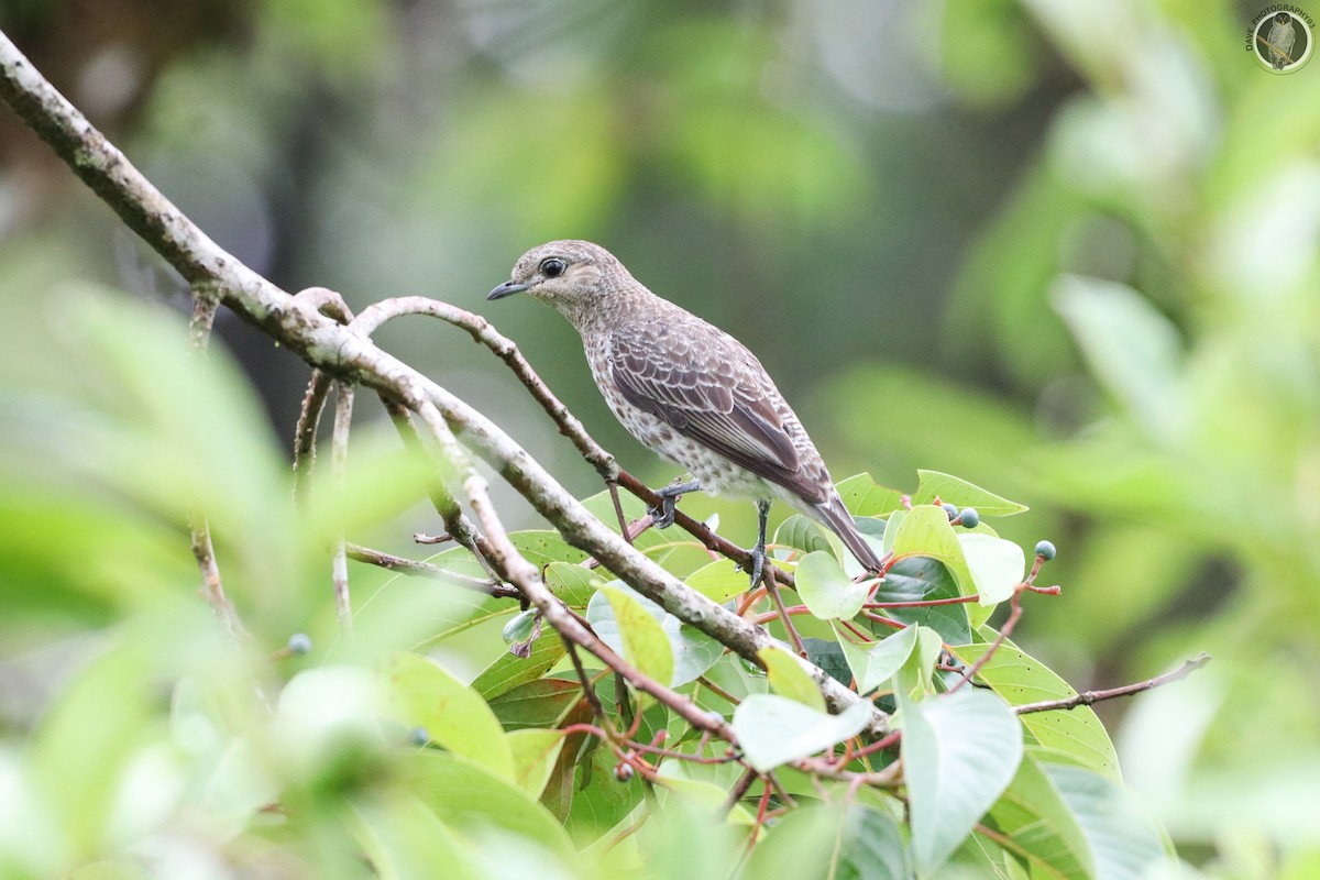 Lovely Cotinga - ML596198261