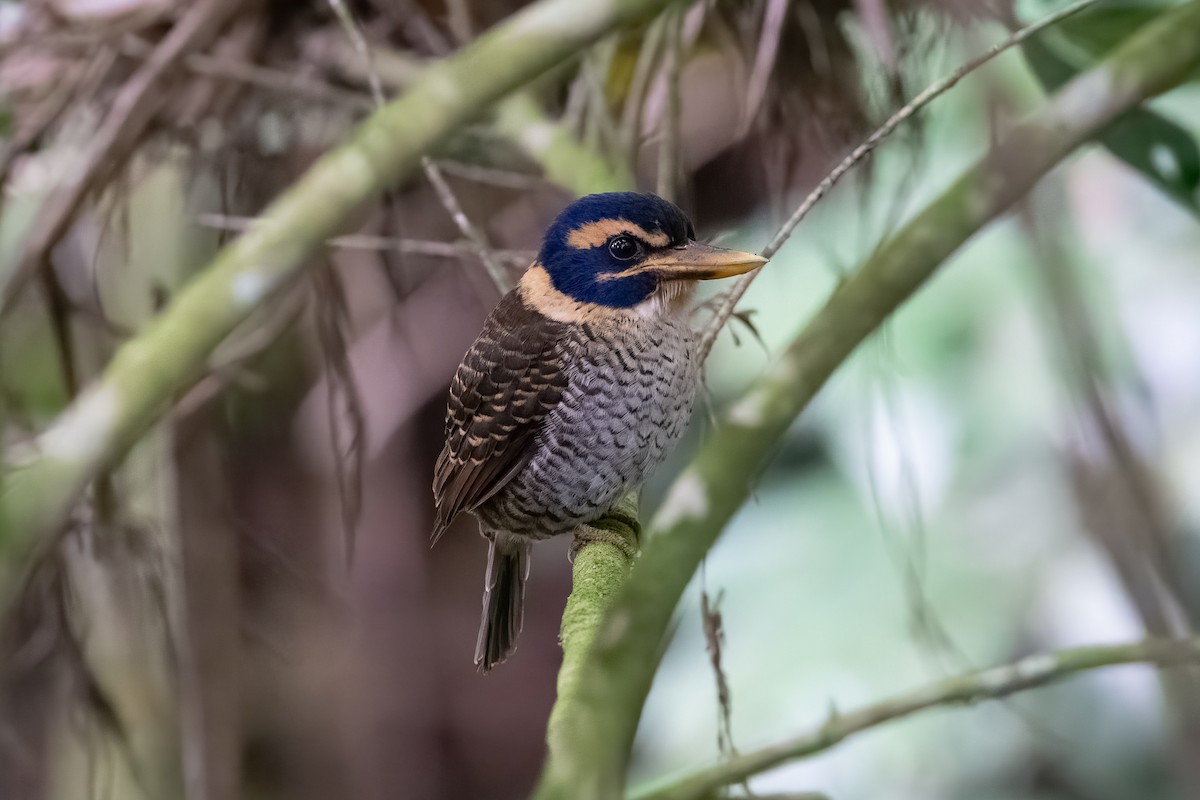 Scaly-breasted Kingfisher - ML596198341