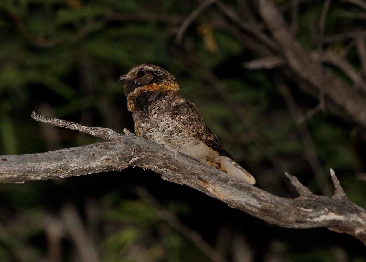 Buff-collared Nightjar - ML596199411