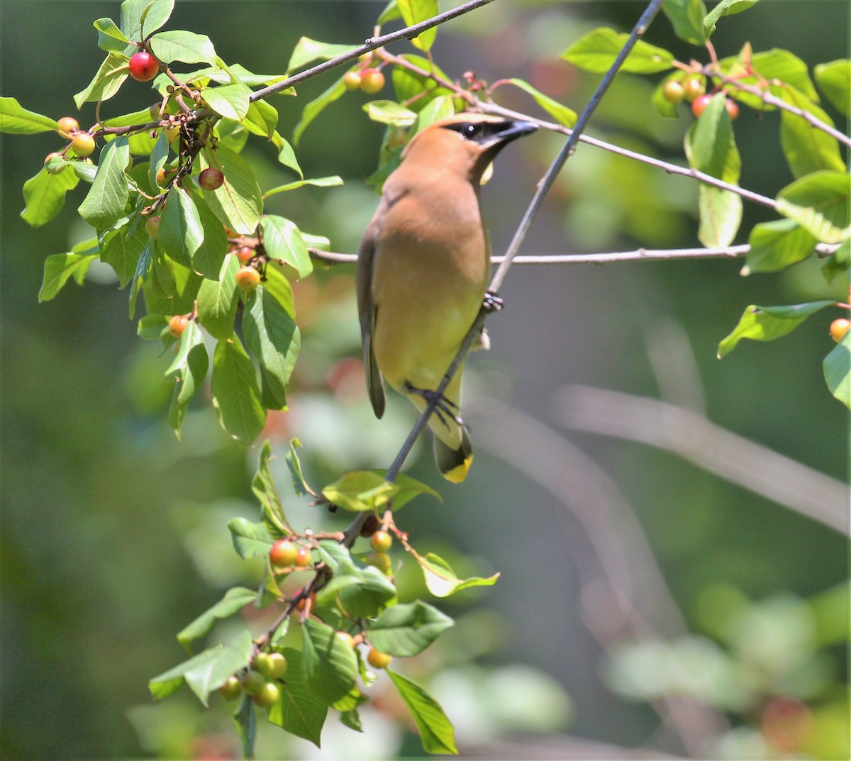 Cedar Waxwing - ML596199461