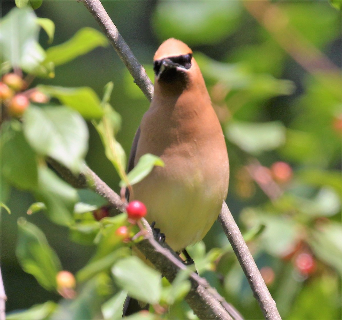 Cedar Waxwing - ML596199531