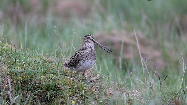 Common Snipe - ML596199891