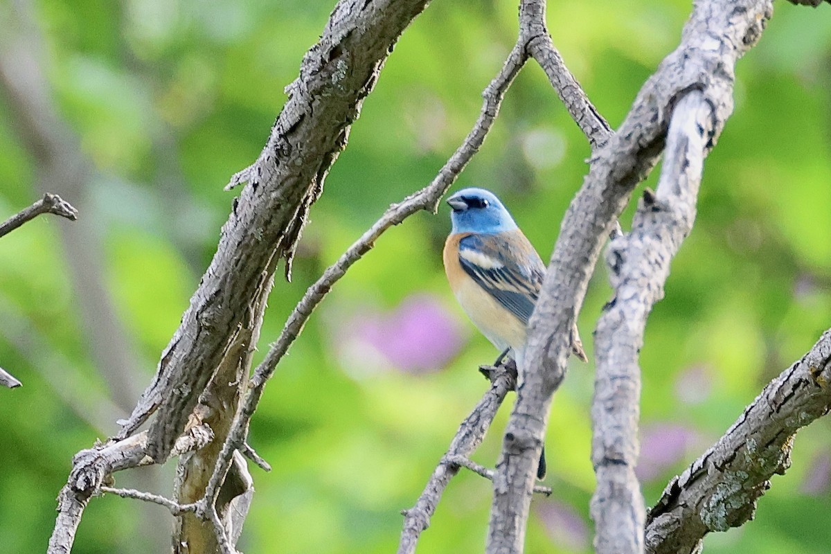 Lazuli Bunting - ML596199961