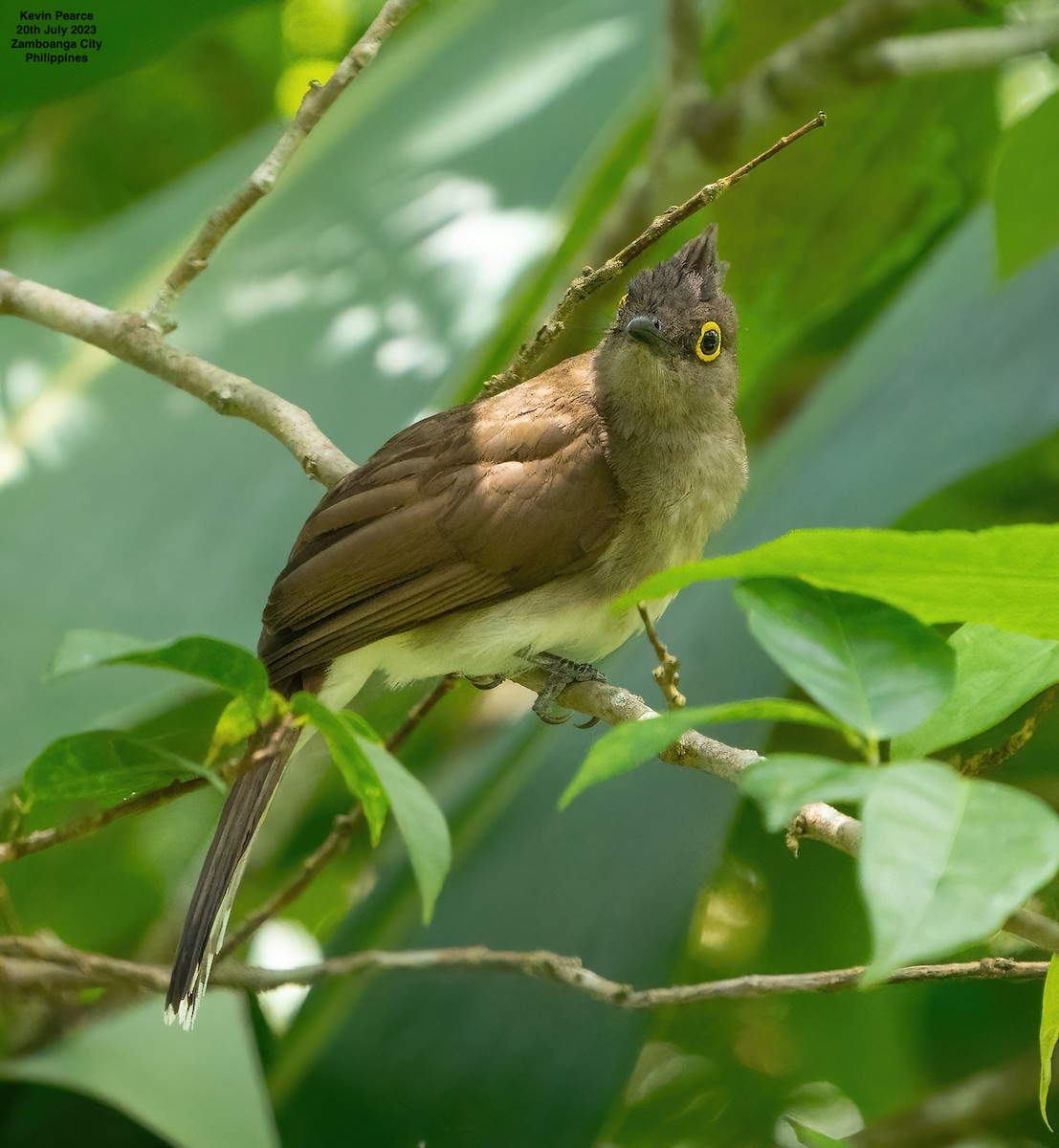 Yellow-wattled Bulbul - Kevin Pearce