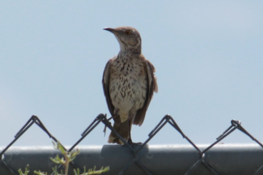 Sage Thrasher - ML596201251