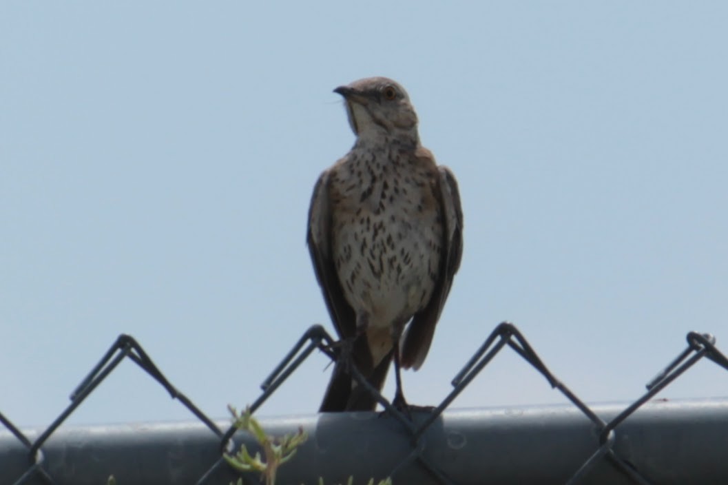 Sage Thrasher - ML596201261