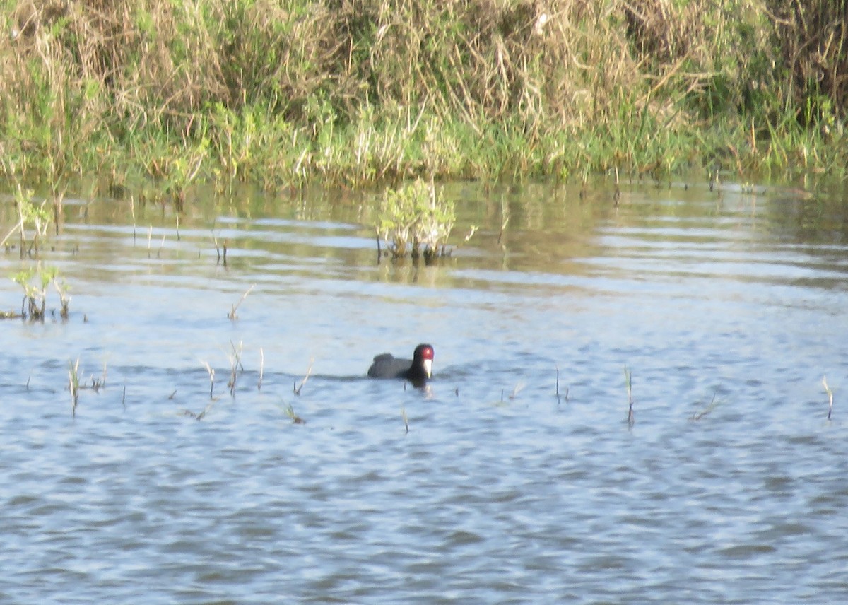 Slate-colored Coot - Santos Raphael Paucar-Cárdenas