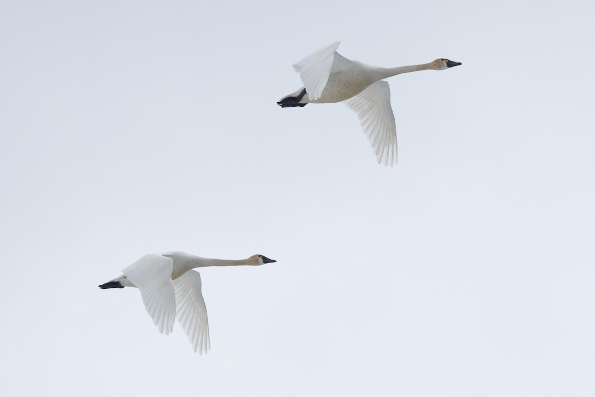 Tundra Swan - Jukka Jantunen