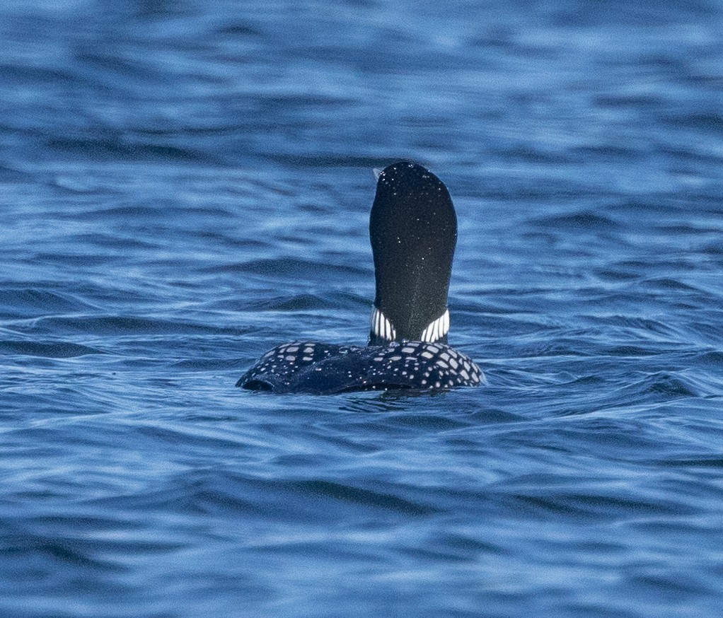 Yellow-billed Loon - Caroline Lambert