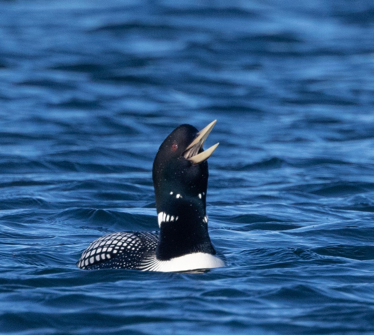 Yellow-billed Loon - Caroline Lambert