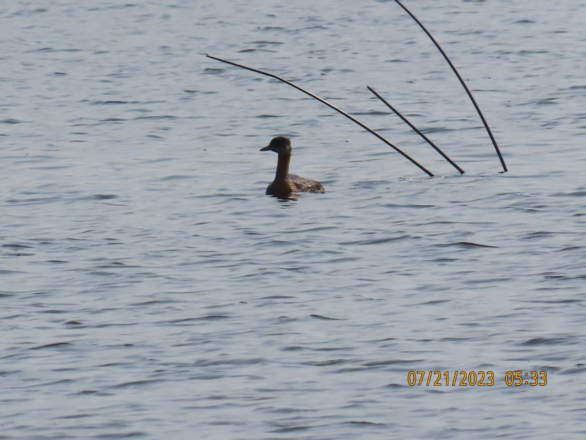 Red-necked Grebe - ML596205191