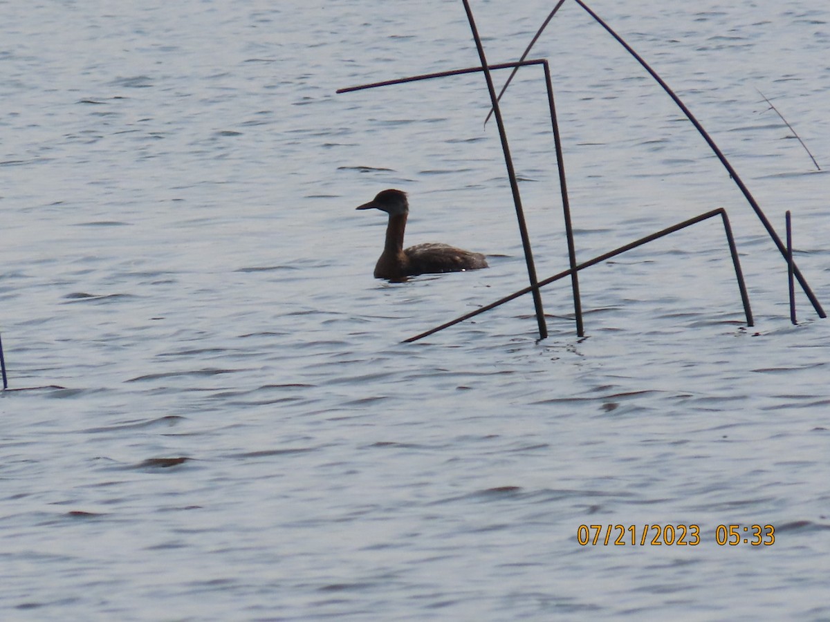 Red-necked Grebe - ML596205201