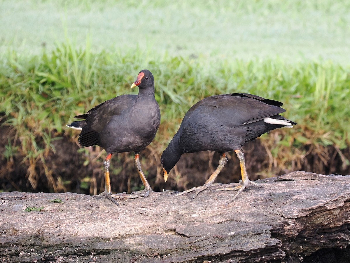 Dusky Moorhen - Len and Chris Ezzy