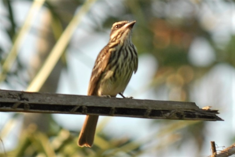 Streaked Flycatcher - ML596205251