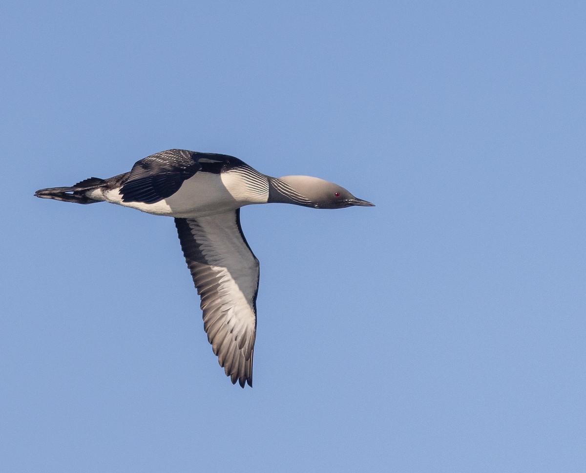 Pacific Loon - ML596205621