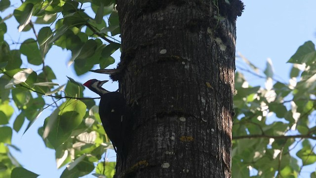 Pileated Woodpecker - ML596205661