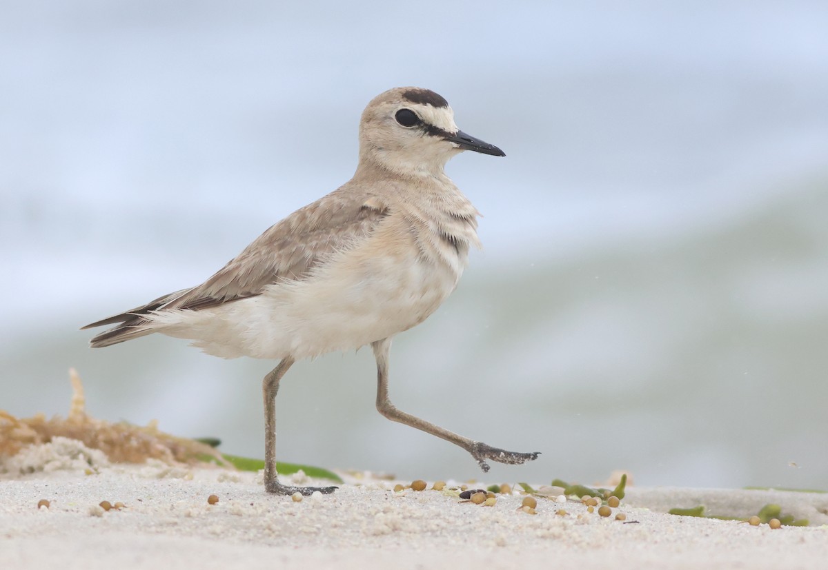 Mountain Plover - ML596206641