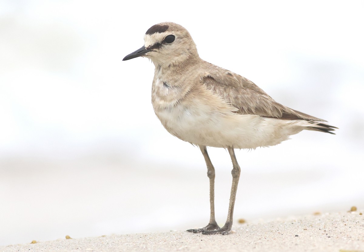 Mountain Plover - ML596206651