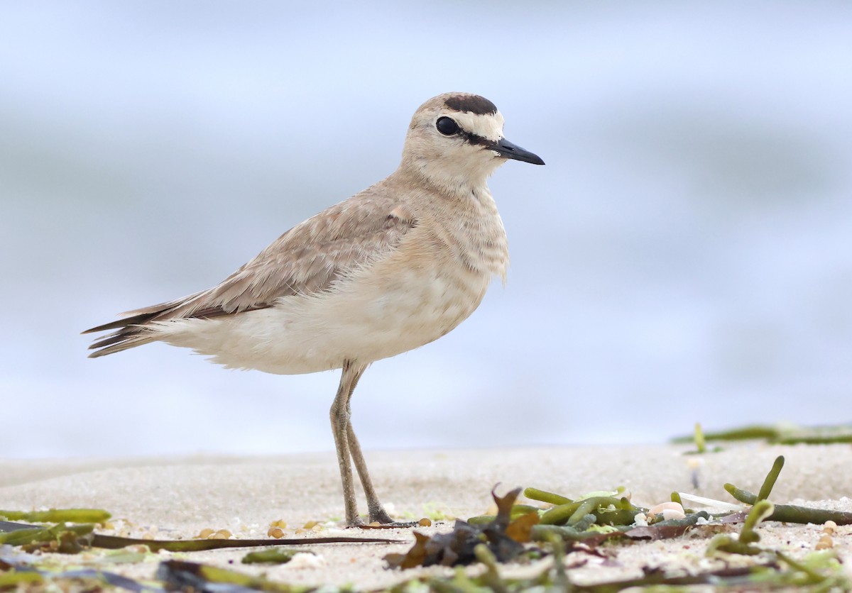 Mountain Plover - ML596206661