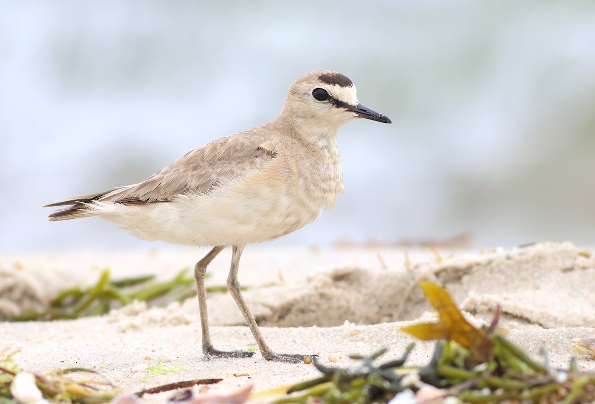 Mountain Plover - ML596206671