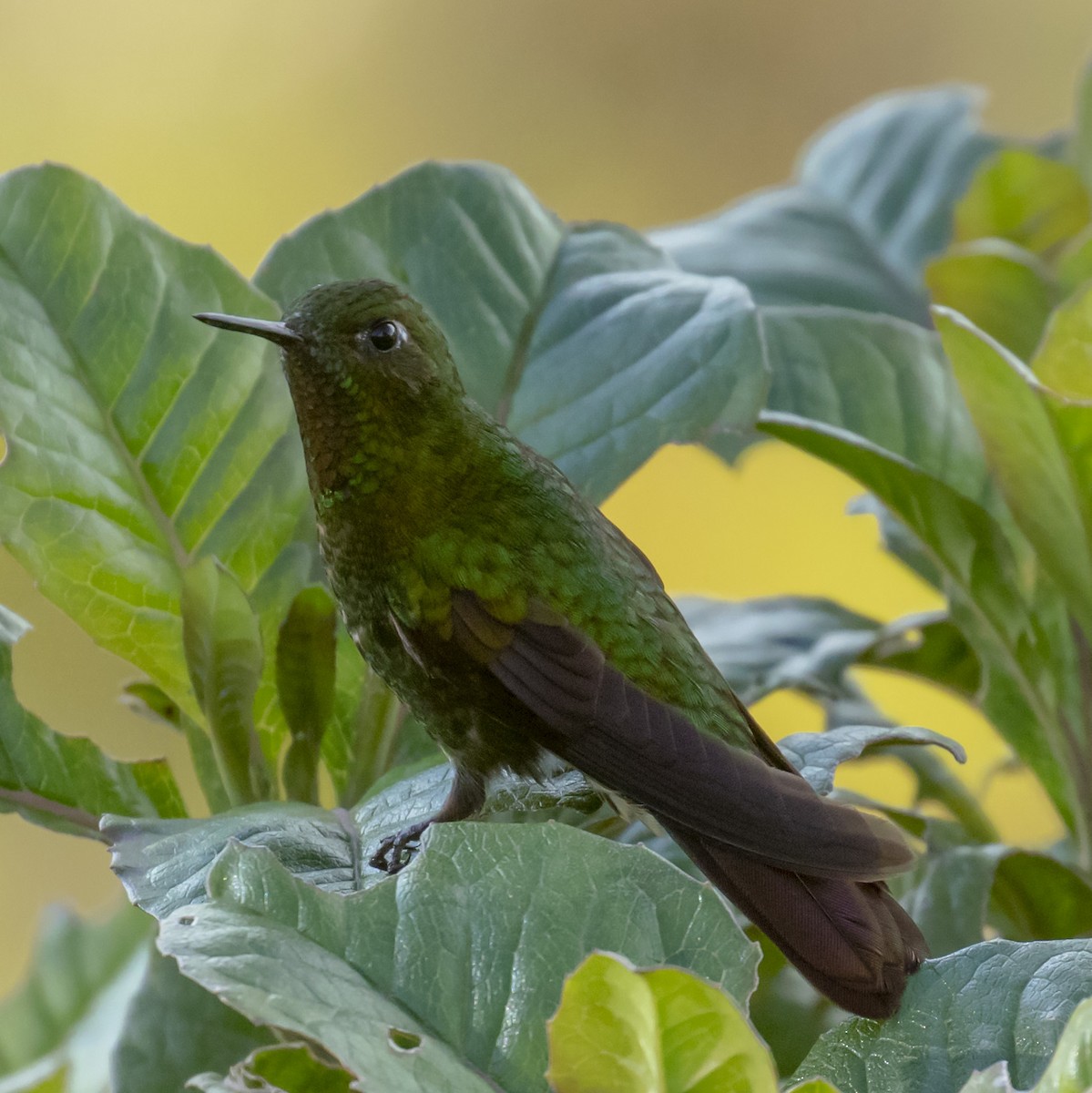 kolibřík dřišťálový - ML596206711