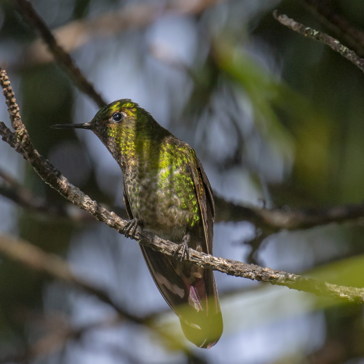 Tyrian Metaltail - Celesta von Chamier