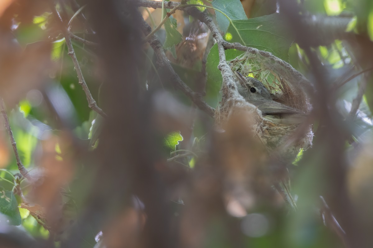 Braunaugenvireo (arizonae) - ML596207671