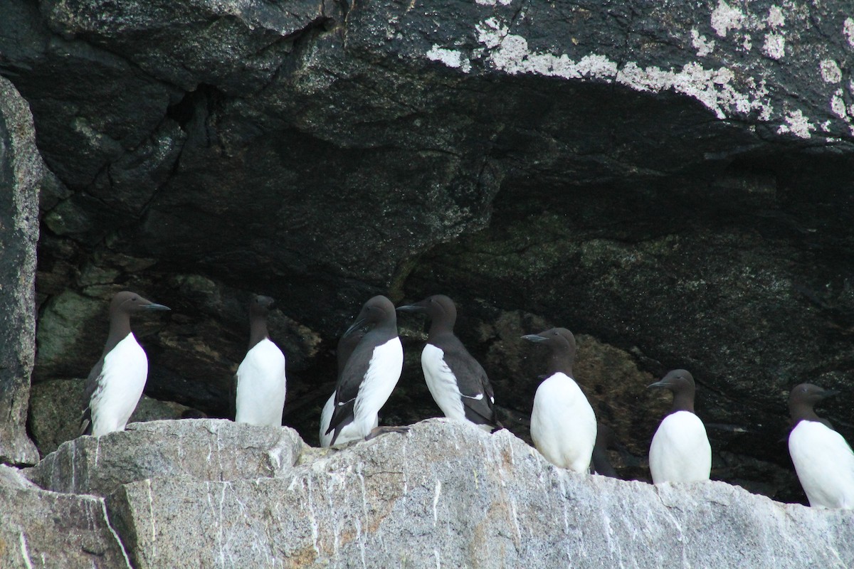 Common Murre - ML596208031