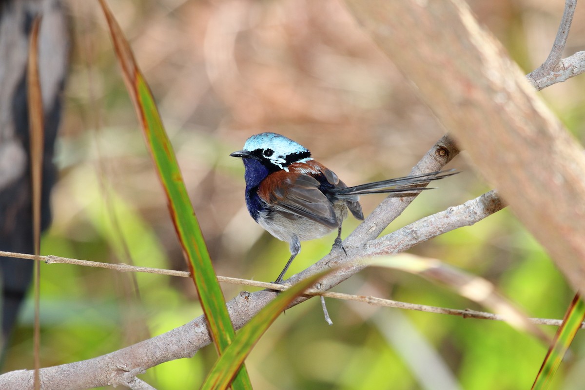 Red-winged Fairywren - ML596208421