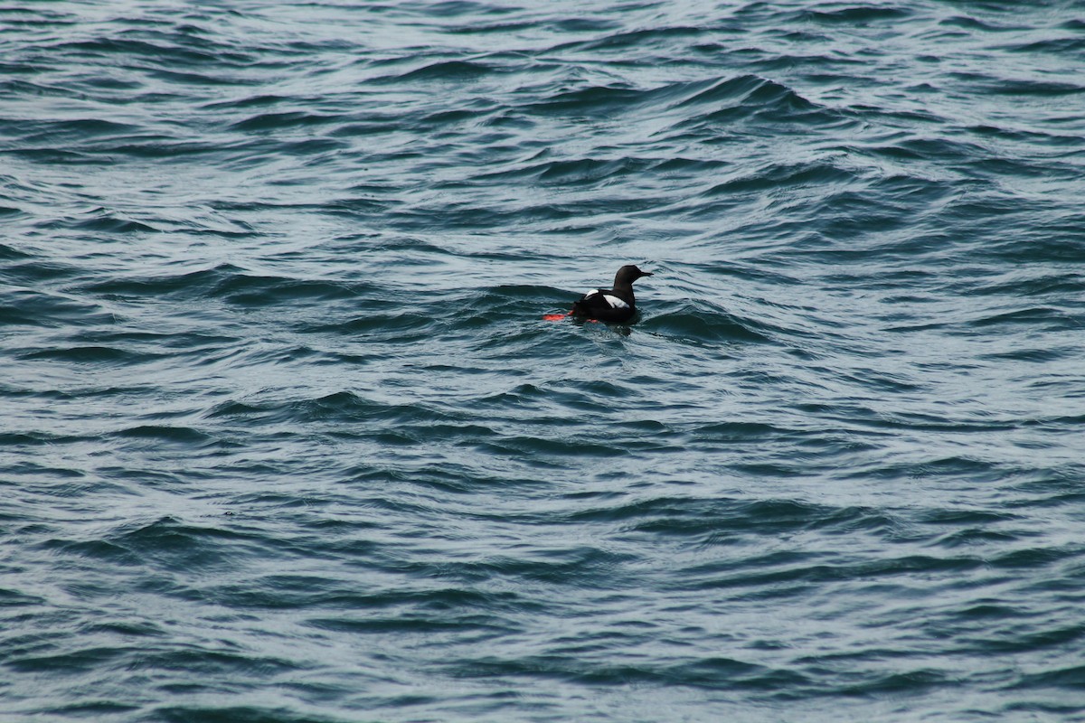 Pigeon Guillemot - ML596208431