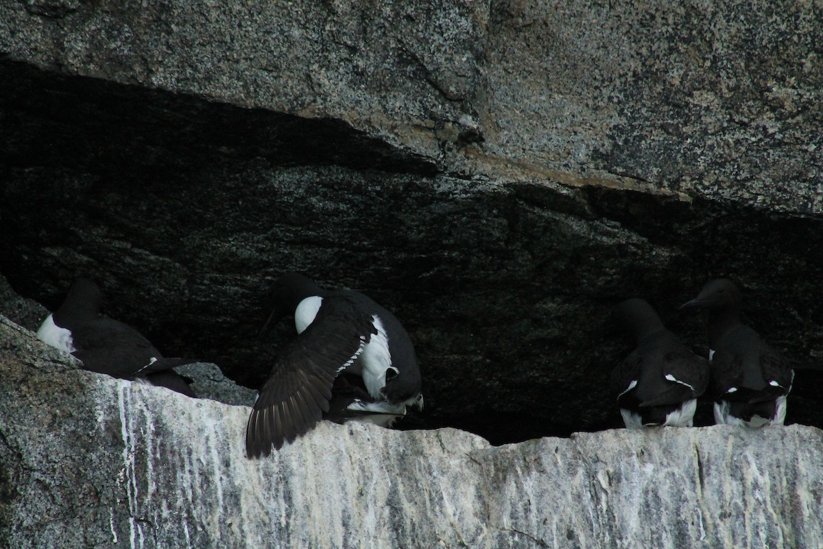 Common Murre - ML596208641