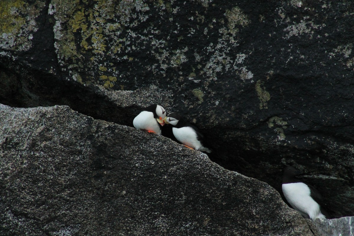 Horned Puffin - ML596208671