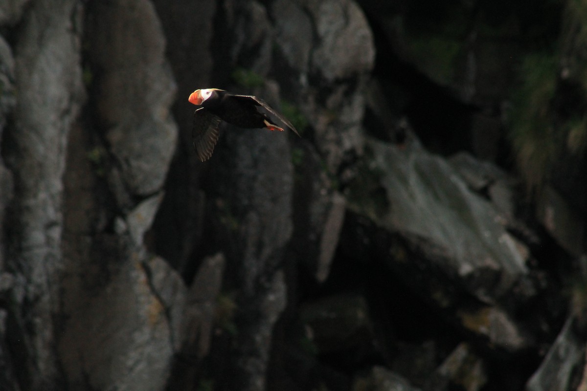 Tufted Puffin - ML596208791