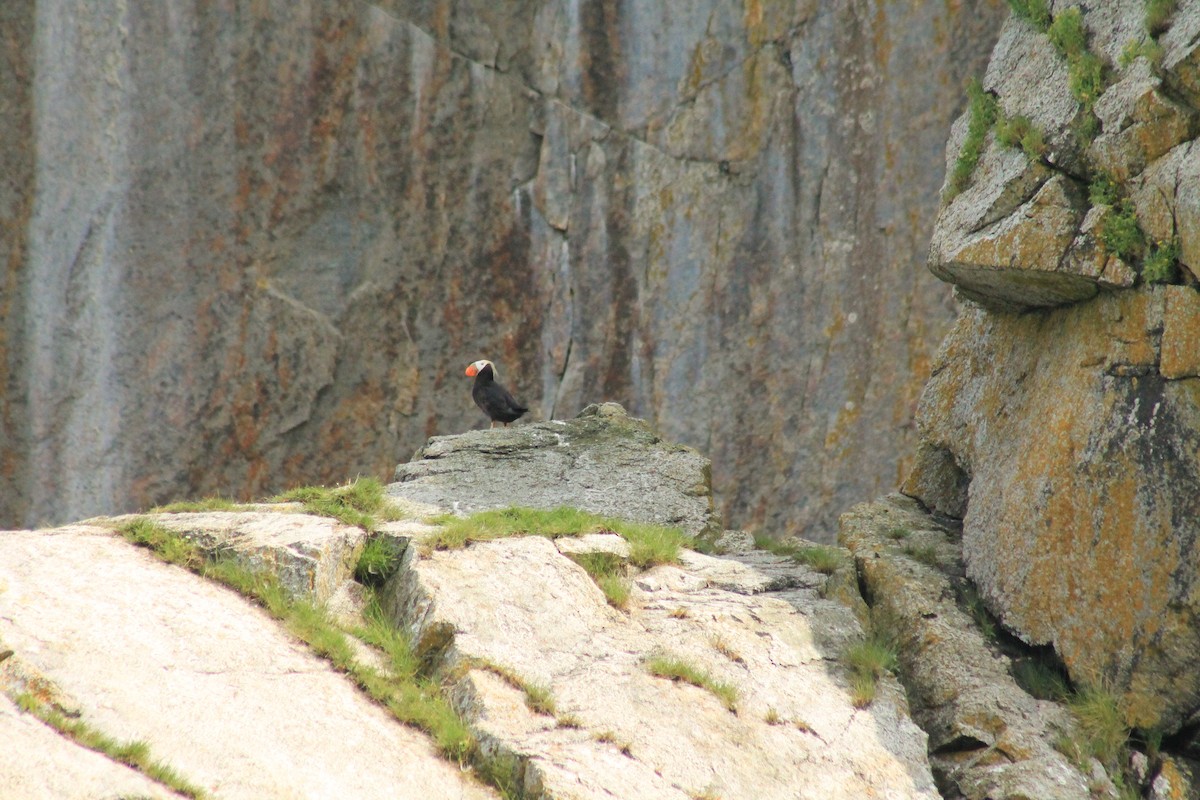 Tufted Puffin - ML596208801