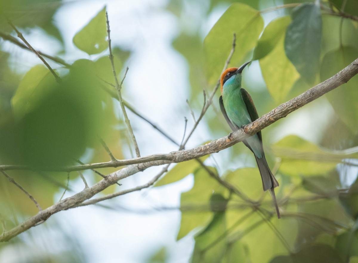 Rufous-crowned Bee-eater - ML596208831