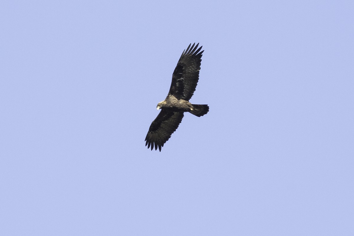 Golden Eagle - ML596208981