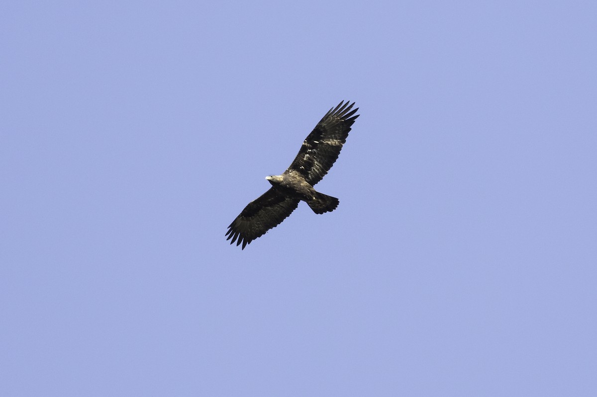 Golden Eagle - Anthony Gliozzo