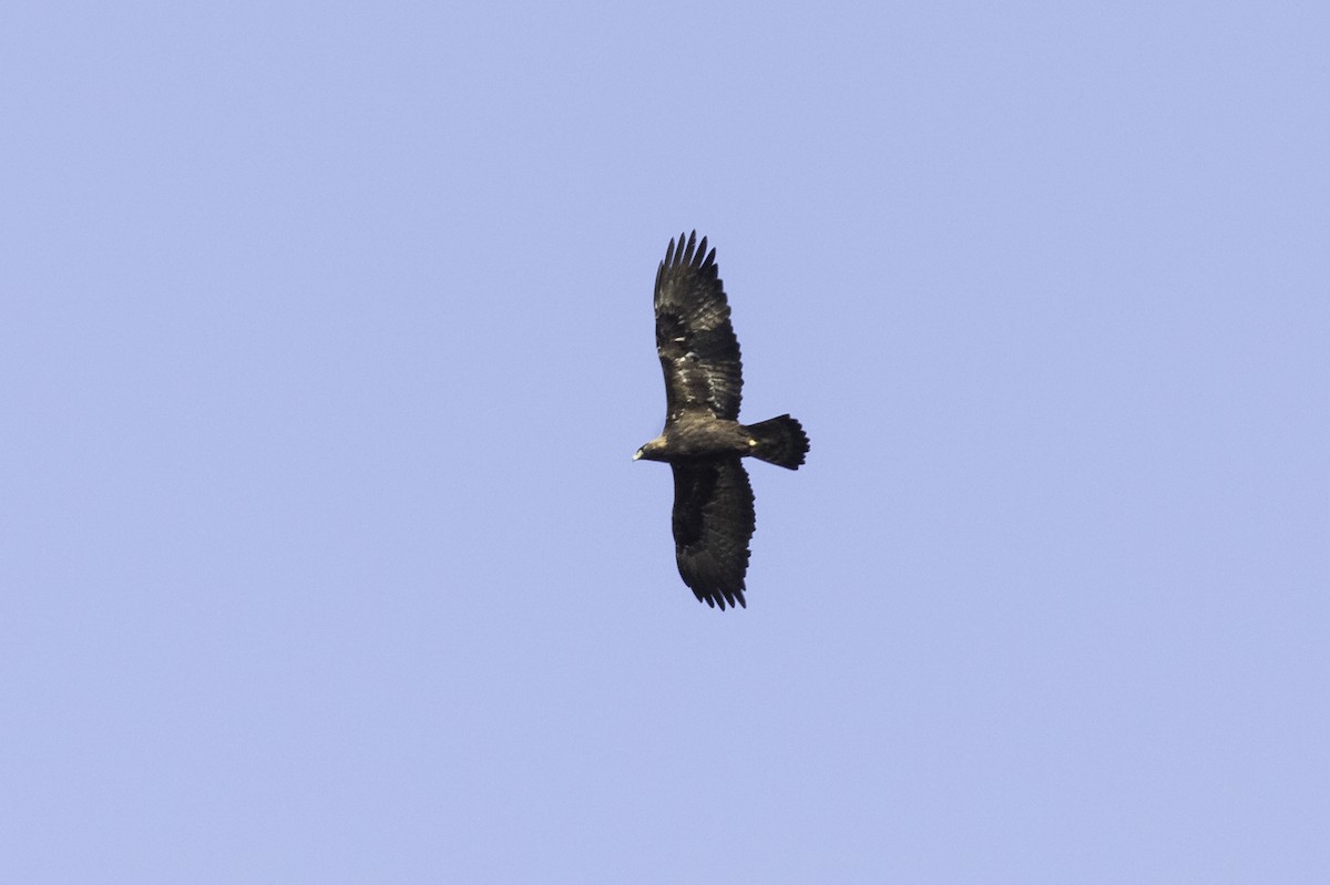 Golden Eagle - ML596209031