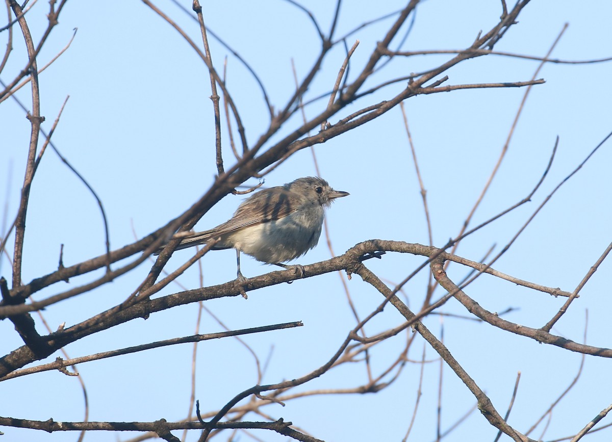 Bell's Vireo (Least) - Lucas Corneliussen