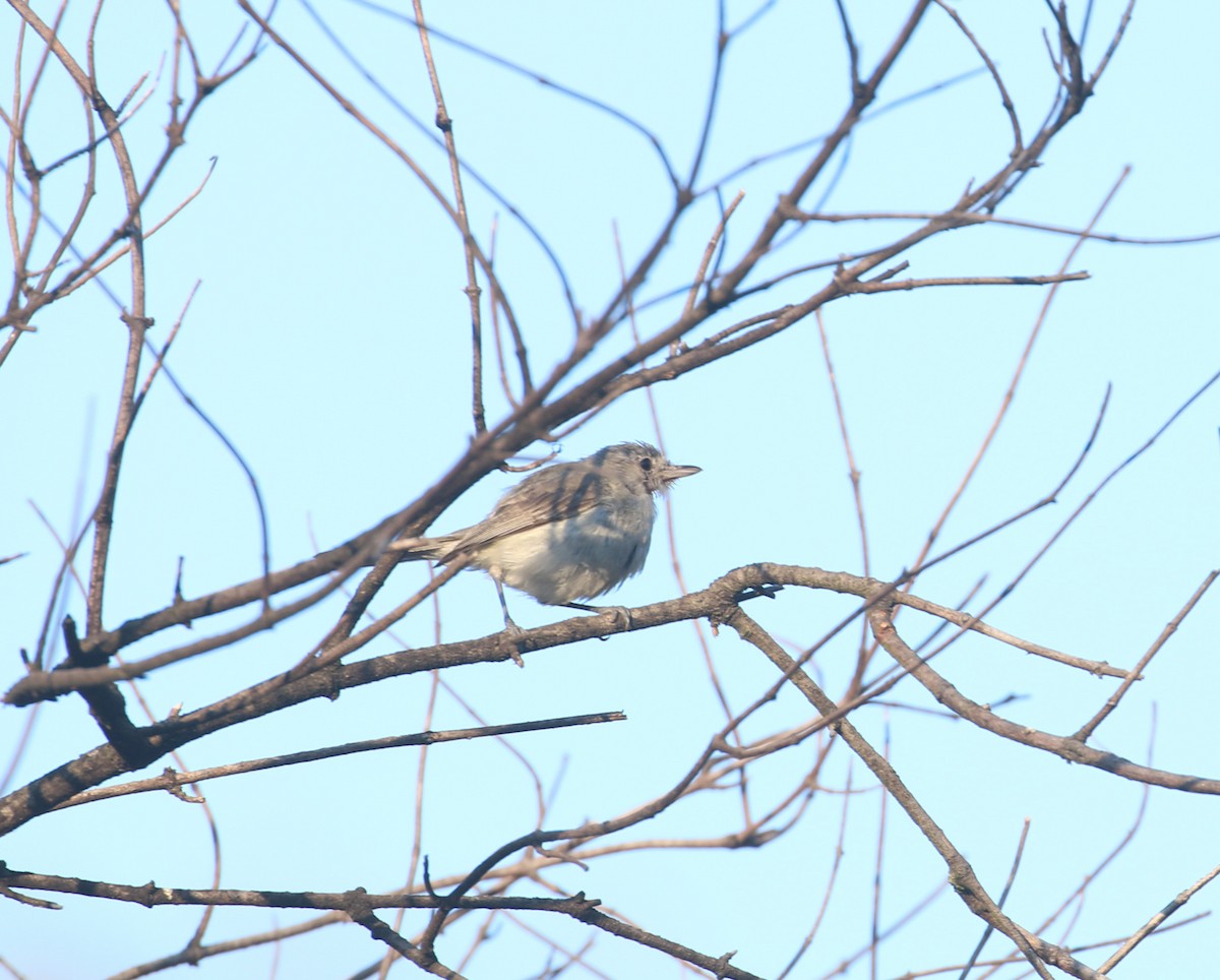 Bell's Vireo (Least) - ML596209581